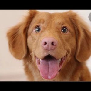 Meet your Posher, Carter